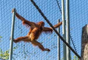 MENSCHENAFFEN – BASEL